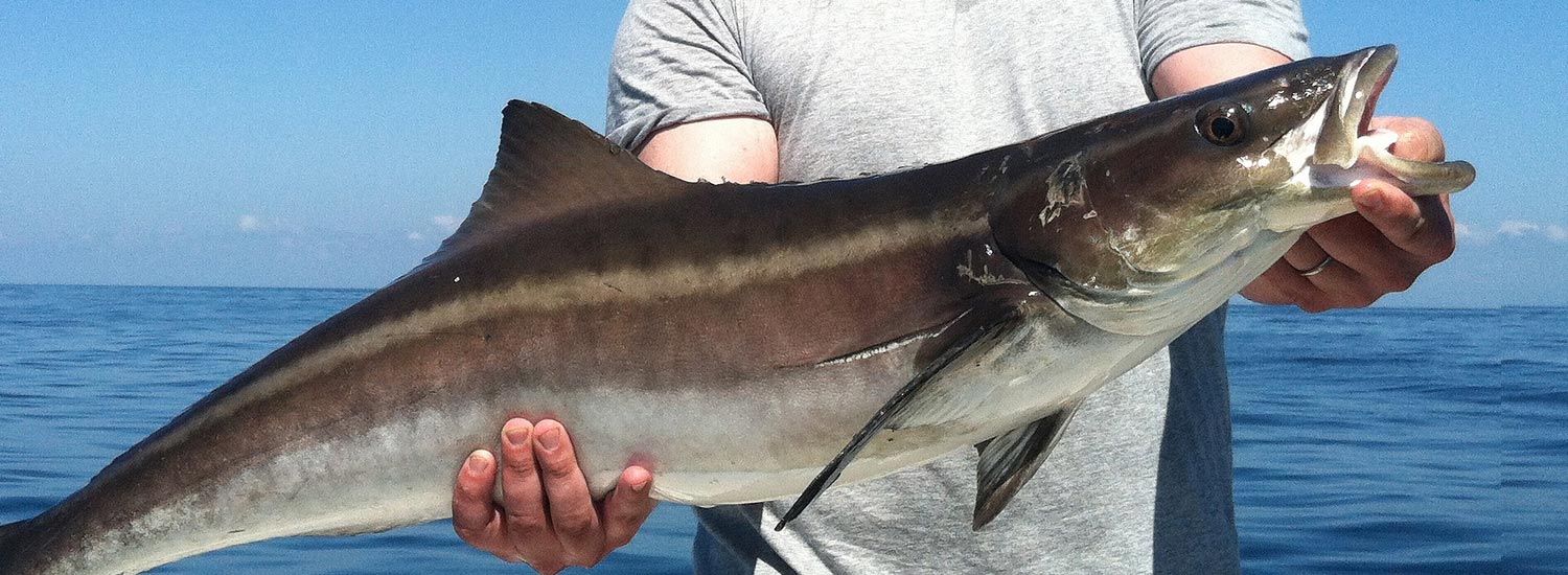 Cobia caught near Charleston, SC