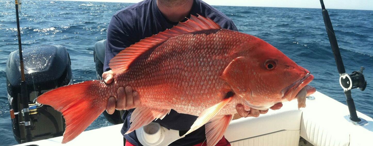 Avid Angling Fishing Charters, Charleston